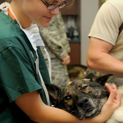 Using your degree: Veterinary Medicine